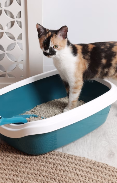 A cat in its litter box can cause odors