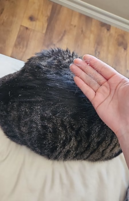 Dander in cat fur