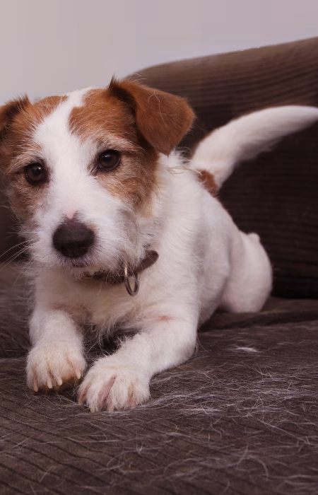 A dog shedding fur onto a couch