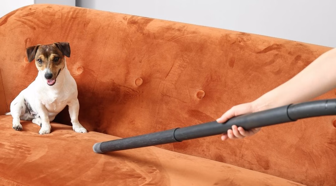 How to Keep a House Clean With Pets | Professional Cleaning Guide