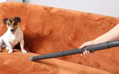 How to Keep a House Clean With Pets | Professional Cleaning Guide
